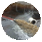 Process Pipe flushing, cleaning and inspection solutions